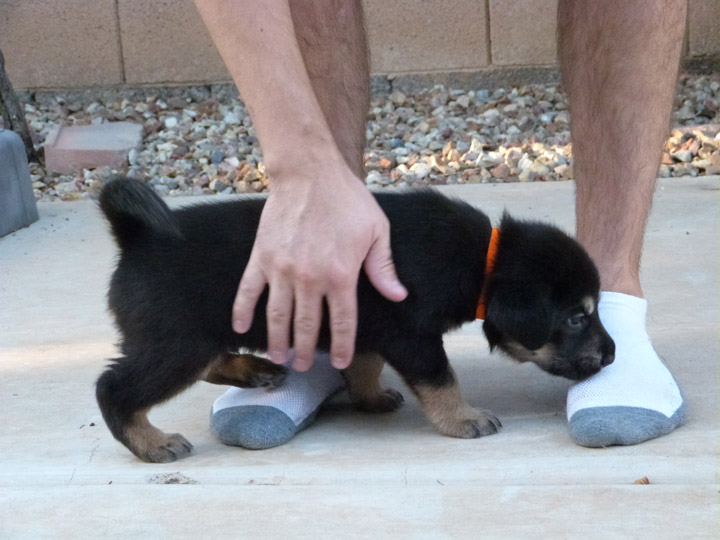 chinook dog